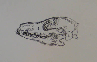 coyote skull scribble