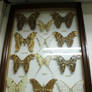 Saturnid Moths