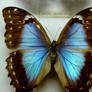 Morpho Butterflies 5