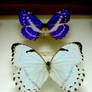 Morpho Butterflies 8