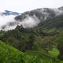 Cloud Forests