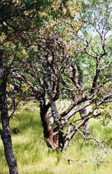 Manzanita