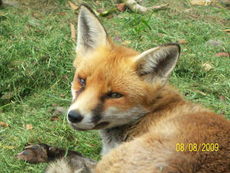 Red Fox Stock Image