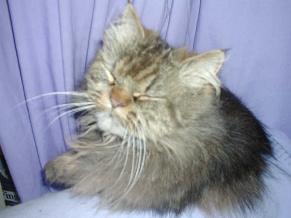 2005 Picture, My Cat Scampi