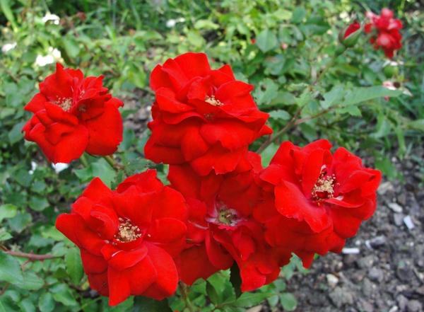 Palestinian Roses roses of Palestine by MagdaMontemor on DeviantArt