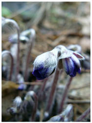 The flowers of spring