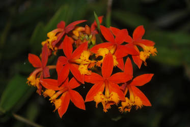 orange orchids