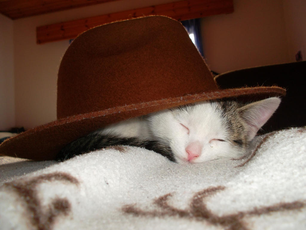 Kitty and my hat