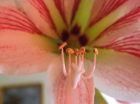 Hippeastrum