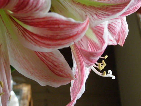 Hippeastrum II.