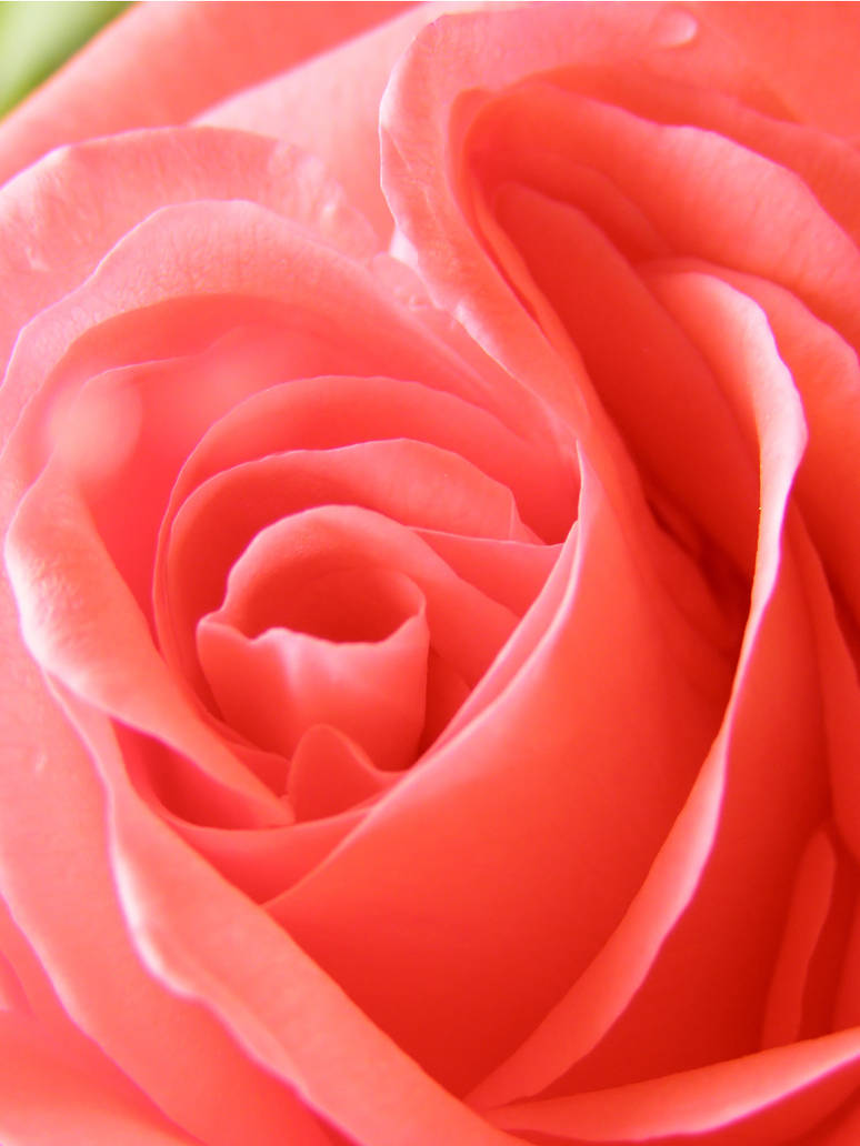 Pink Softness by TruemarkPhotography on DeviantArt