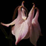 Pink and White Columbine 5