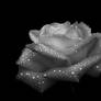 Dew Spangled Rose BW