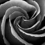 Swirling Rose BW