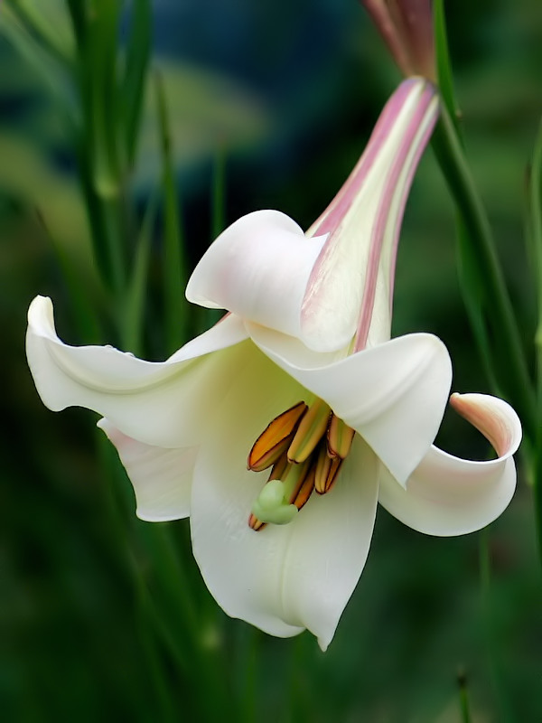 Trumpet Lily 4