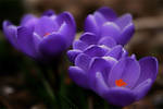 Harbingers of Spring by TruemarkPhotography