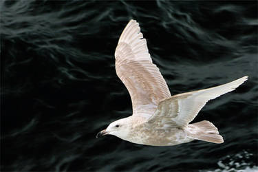 Seagull Fly By