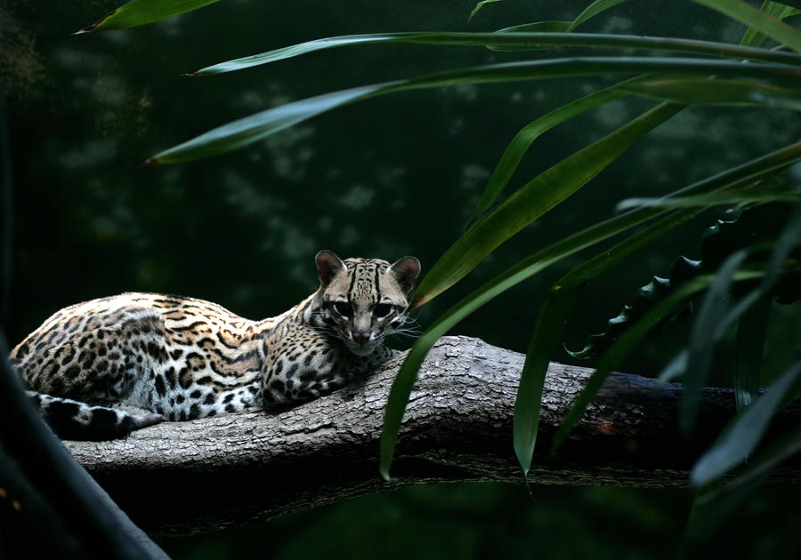 Ocelot