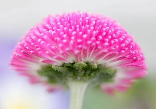 Floral Cloud