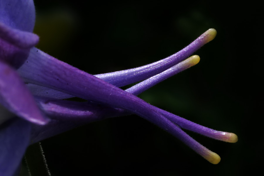 Columbine's Tail