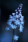 Ethereal 03 by TruemarkPhotography