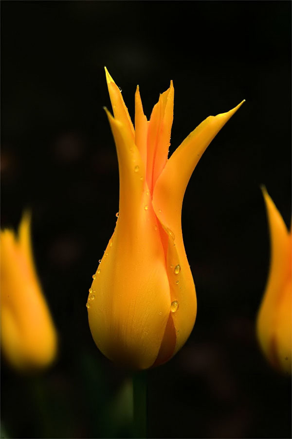 Tulip Trio