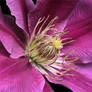 Clematis 05