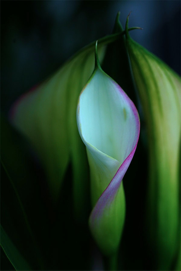 Cala Lily Love 03