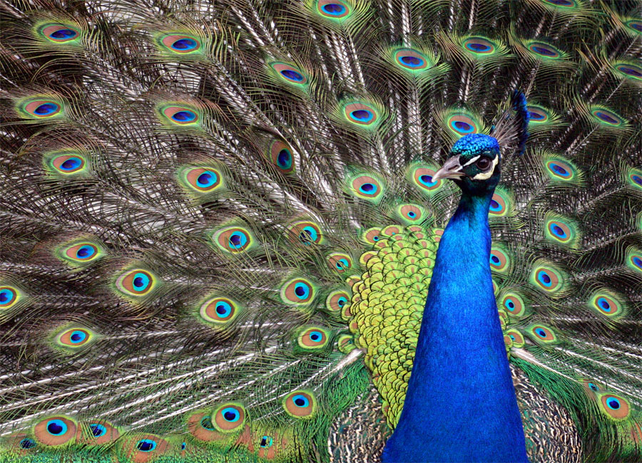 Peacock Not Tweaked