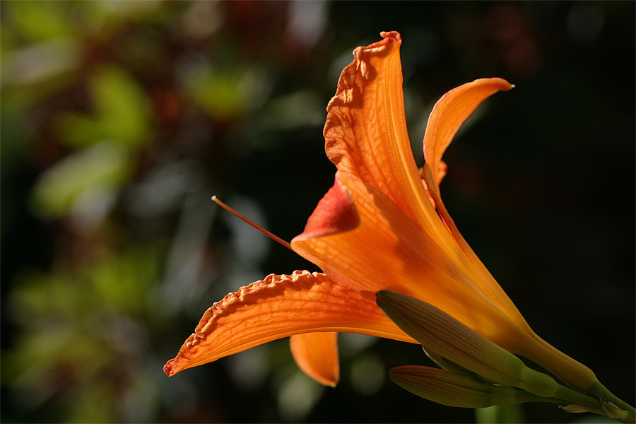 Day Lily Illuminated