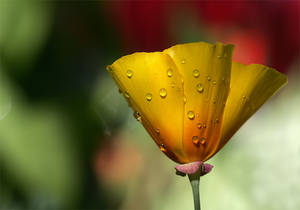 Poppy Wetness by TruemarkPhotography Poppy Wetness by TruemarkPhotography