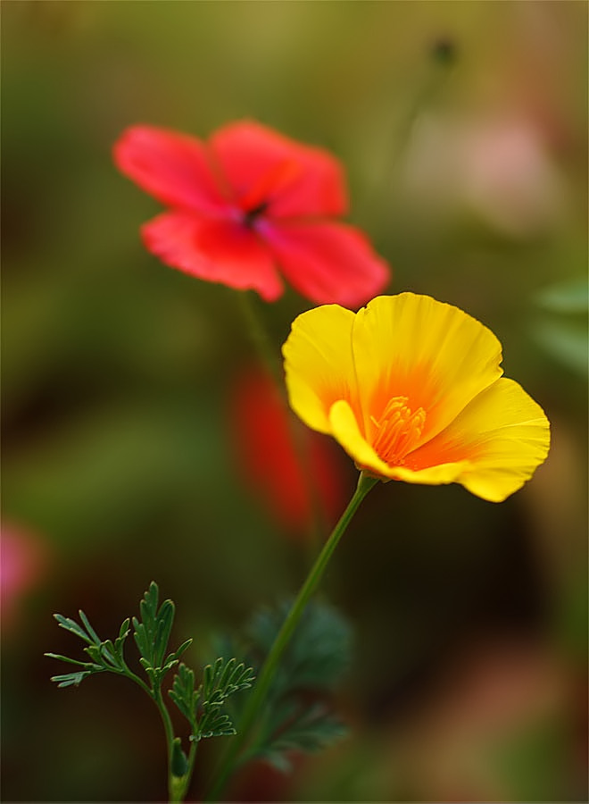 Poppy Joy