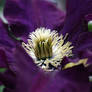 A Shy Clematis