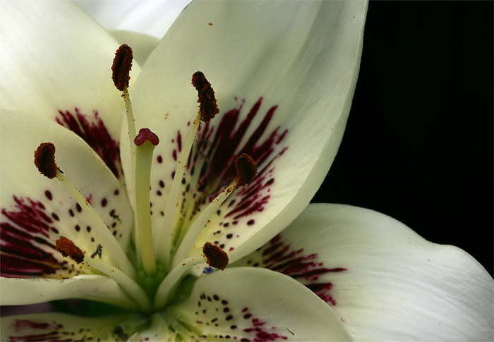 White Oriental