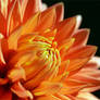 Orange Dahlia Macro