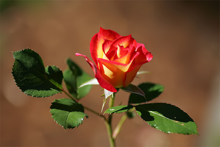 Rose of a Natural Color