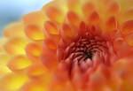Dahlia 16 by TruemarkPhotography