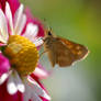 Skipper and Dahlia 2