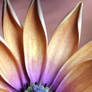 African Daisy Macro