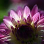 Dahlia In Back Light