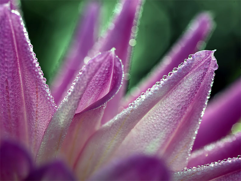 Frosted Dahlia