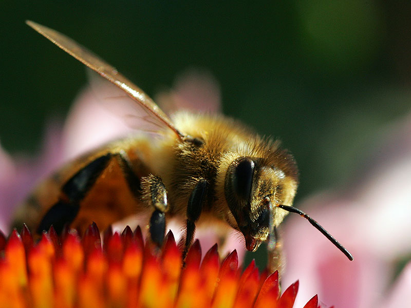 Bee on a Cone Flower