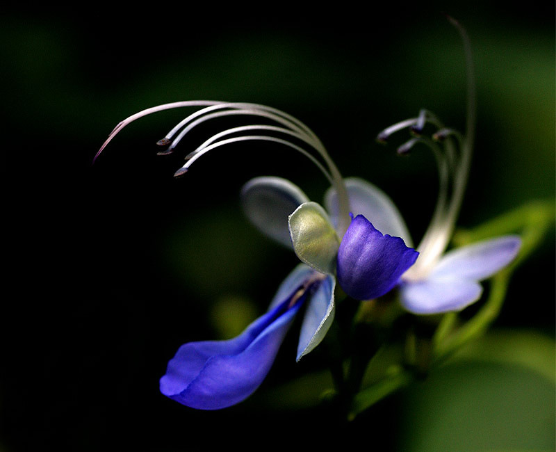 More Butterfly Flowers