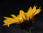 Brilliant as the Sun by TruemarkPhotography
