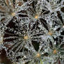 Wet Dandelion Seed Head