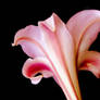 Trumpet Lily 5