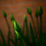 Tulips and Bricks