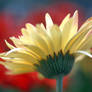 Pale Yellow Daisy