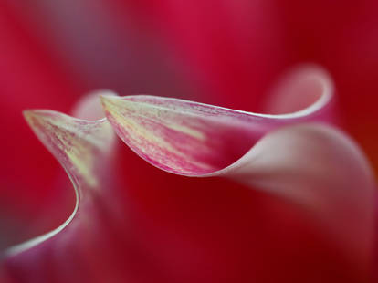 Petal Curl