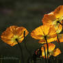 Poppy Enfuego